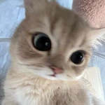 Bunnyxmaxkh Group Thumbnail