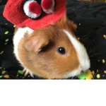 Cinnamon needs help