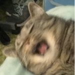 Killakazi