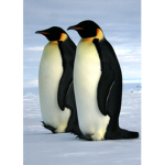 Penguin club/