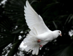*~ Dove Dancing Academy ~*