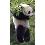 SoSo’s Panda Squad!