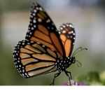 Butterfly good