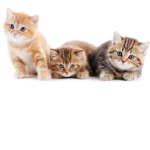 Meow meow crew
