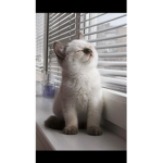 Vibe with cat