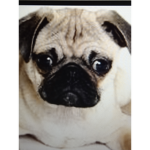 Pugs allowed