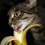 quatran