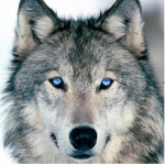 The Wolf Angels