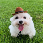 Bigode Network