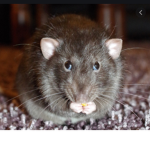 Kill all cats rats rule