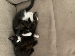 JxngleDeath’s Kitties Fangroup!