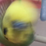 Birb’s Nation
