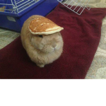 pancake rabbit's empire