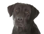 Dog family fans group