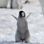 pengen