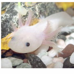 axolotl go