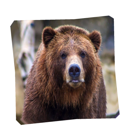 bear Speed
