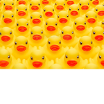 The best duck army alive