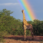 Colors giraffe