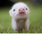 JEDI PIGS