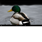 Like ducks? THEN JOIN