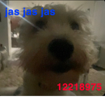 Jas jas jas