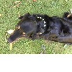 _DOG_