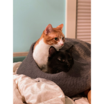 The group for cat fans