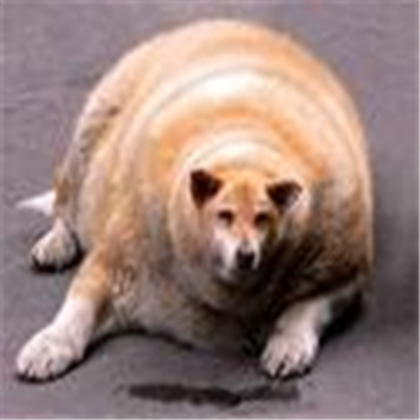 fat dog Roblox decal