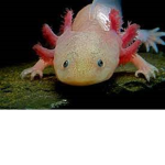 axolotlville