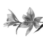 ୨୧ amour Group Thumbnail