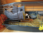 I live pets