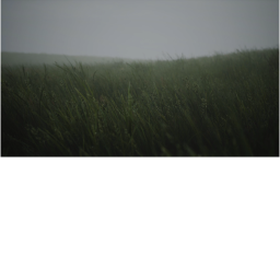 Medow.