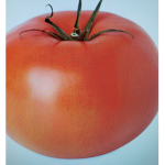 Grandmom and the tomato gang