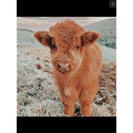 Cute baby cows