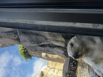 Otter1234