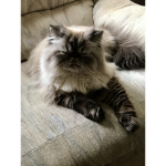 Persian cat Dumping