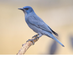 the birdy club