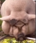 Massive Hog Productions