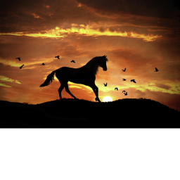 Horse Life!