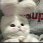 CuteDogys
