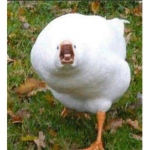 ZuPa RoMaNa :>