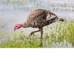 Swamp Turkeys