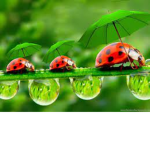 .Little..ladybugs.