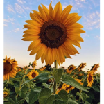 AESTHETiC_SUNFLOWER_ARMY