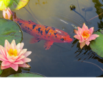 Lake's Pond