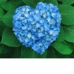 Blue Aesthetics~