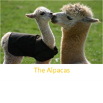 The Alpacas