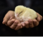 Chick Tribe