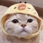 epic Anime fan club